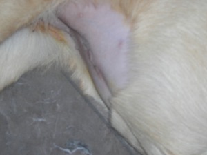Juno's scar
